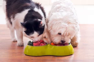 Nutrient-rich pet nutrition