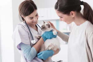 The Complete Guide to Tube Feeding a Cat